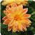 Dahlietta&trade; Coby Dahlia