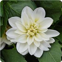 Dahlietta Blanca 27 Dahlia