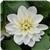 Dahlietta Blanca 27 Dahlia