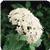 Butterfly White Pentas