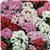 Butterfly Mixture Pentas