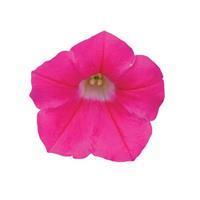 Shock Wave&trade; Rose Spreading Petunia
