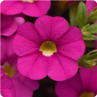 Cabaret&trade; Pink Calibrachoa