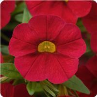 Cabaret Red Calibrachoa