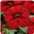 Cabaret&trade; Bright Red Calibrachoa