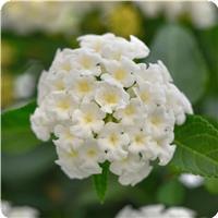 Landmark White Lantana