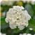 Landmark White Lantana