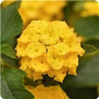 Landmark Yellow Lantana