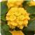 Landmark Yellow Lantana