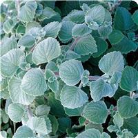Nicolleta Plectranthus