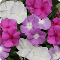 Titan Summer Breeze Mixture Vinca