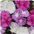 Titan Summer Breeze Mixture Vinca