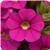 Cabaret&trade; Pink Calibrachoa