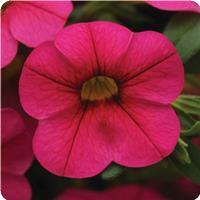 Cabaret&trade; Hot Pink Calibrachoa