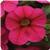 Cabaret&trade; Hot Pink Calibrachoa