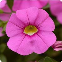 Cabaret&trade; Light Pink Calibrachoa