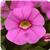 Cabaret&trade; Light Pink Calibrachoa