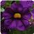 Cabaret&trade; Purple Calibrachoa