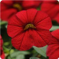 Cabaret&trade; Bright Red Calibrachoa