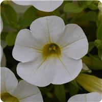 Cabaret&trade; White Calibrachoa