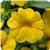 Cabaret&trade; Deep Yellow Calibrachoa