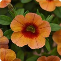 Cabaret Orange Kiss Calibrachoa