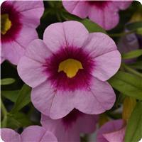 Cabaret&trade; Light Pink Kiss Calibrachoa