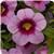 Cabaret&trade; Light Pink Kiss Calibrachoa