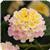 Lucky Lavender Lantana