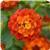 Lucky Flame 27 Lantana