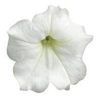 Easy Wave&trade; White Spreading Petunia