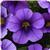 Cabaret&trade; Lavender Calibrachoa