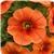 Cabaret Bright Orange Calibrachoa