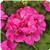 Fantasia Blue Zonal Geranium