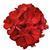 Fantasia&trade; Dark Red Zonal Geranium