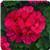 Fantasia&trade; Violet Zonal Geranium