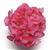 Fantasia&trade; Strawberry Sizzle Zonal Geranium