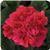 Fantasia&trade; Cranberry Sizzle Zonal Geranium