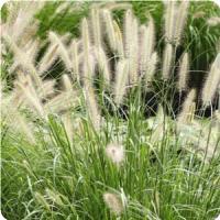 Grass Pennisetum setaceum 