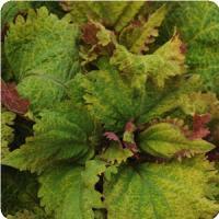 Emotions Playful Coleus