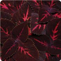 Emotions Passionate Coleus