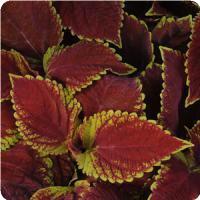 Emotions Sophisticated Coleus